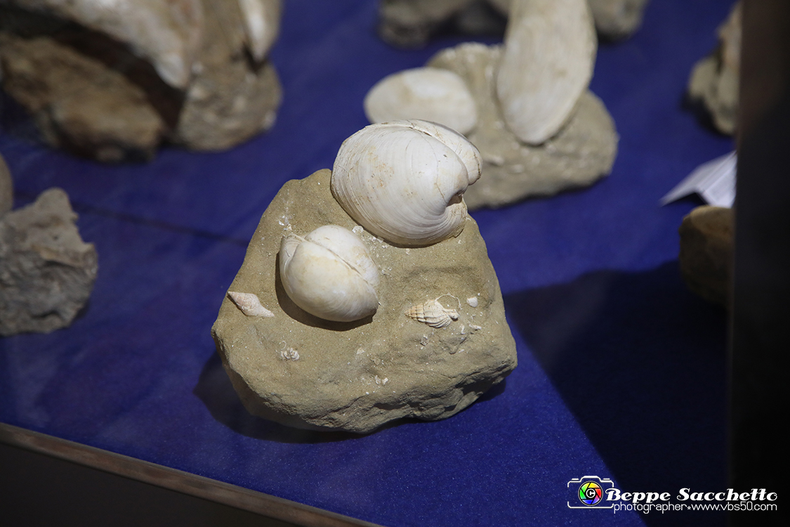 VBS_9146 - Museo Paleontologico - Asti.jpg